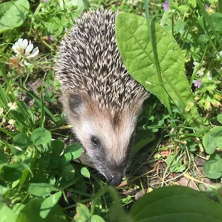 Pansiyon Annenhof House *