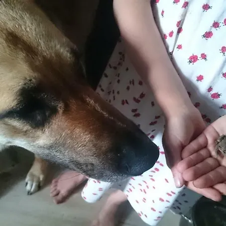 Annenhof House Pansiyon *