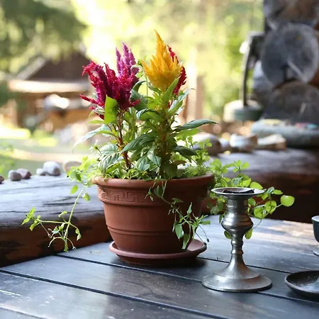 Annenhof House Pansiyon