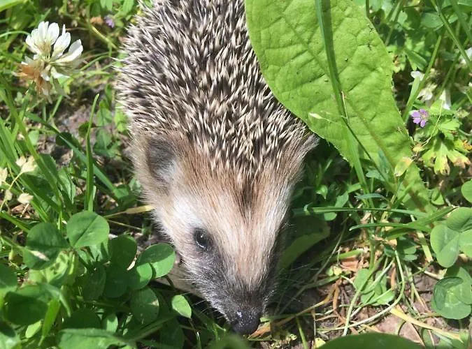 Kwatera prywatna Annenhof House *